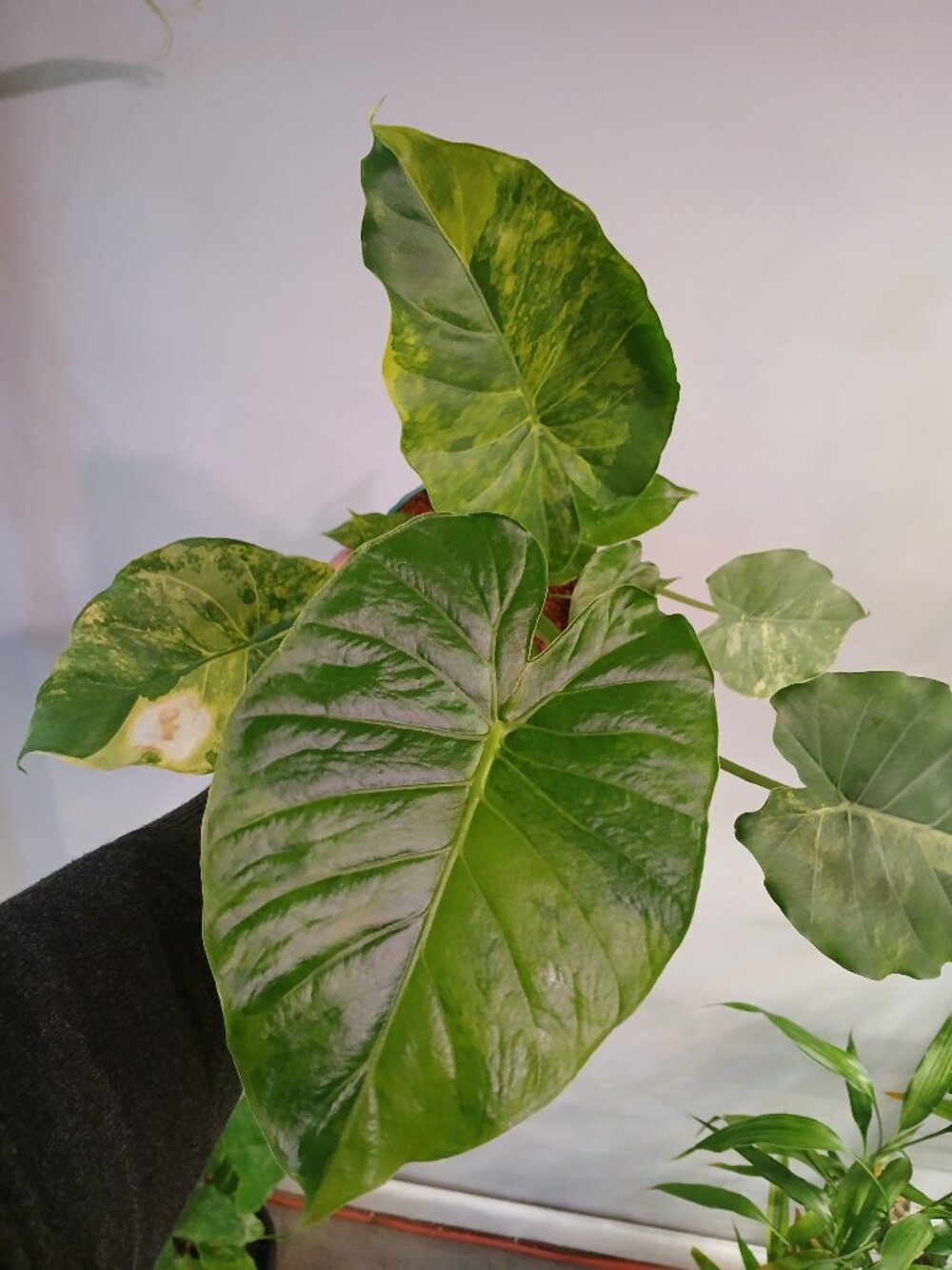 Alocasia Gangeana Aurea
